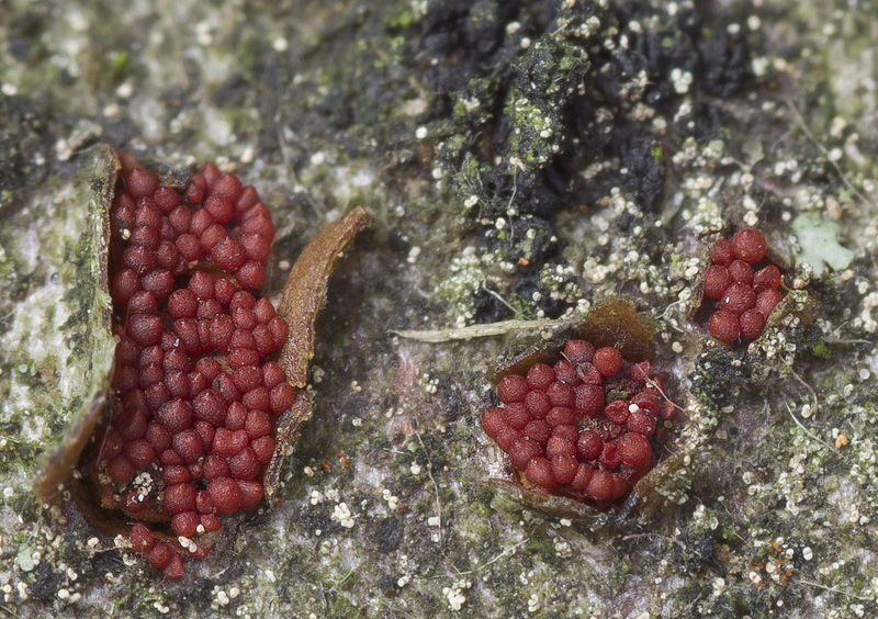 Nectria coccinea